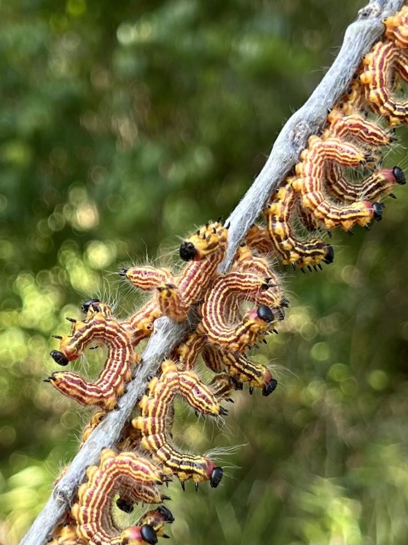 Oak trees may begin grow a new flush of foliage in the same season under good conditions but the tree will begin decline if defoliated several seasons in a row.